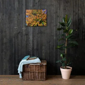 Arkansas Tree Color - Autumn Canvas Print